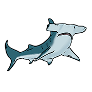 head shark